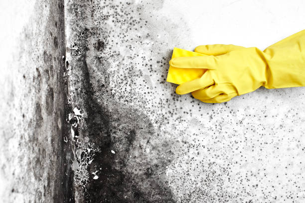 Best Residential Mold Remediation in Roosevelt, UT