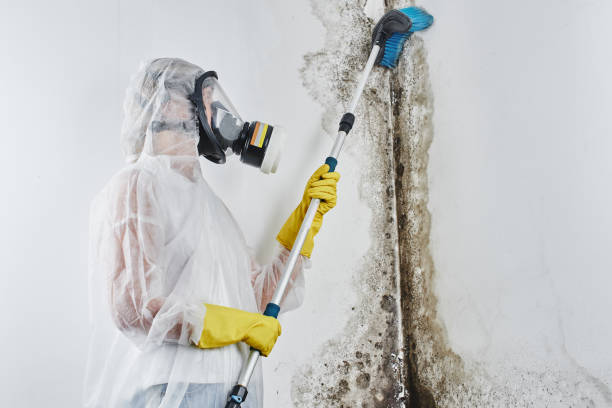 Best Basement Mold Remediation in Roosevelt, UT