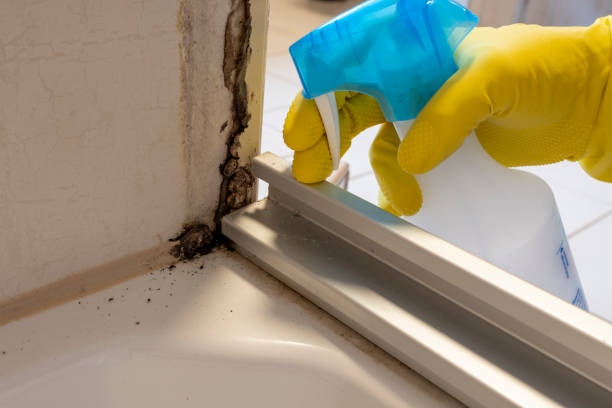 Best Bathroom Mold Remediation in Roosevelt, UT