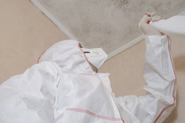 Best Attic Mold Remediation in Roosevelt, UT