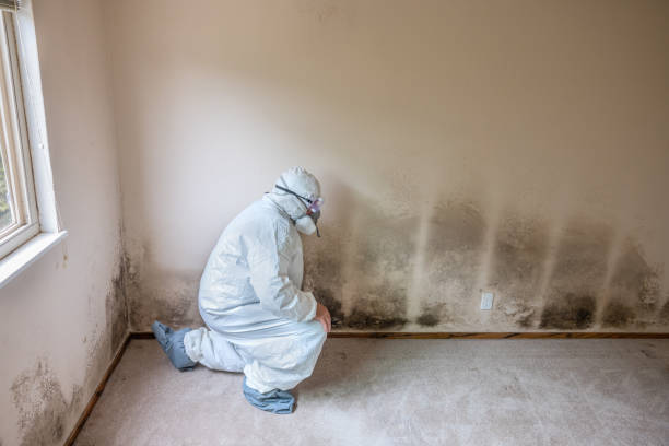 Best DIY Mold Remediation Support Services in Roosevelt, UT