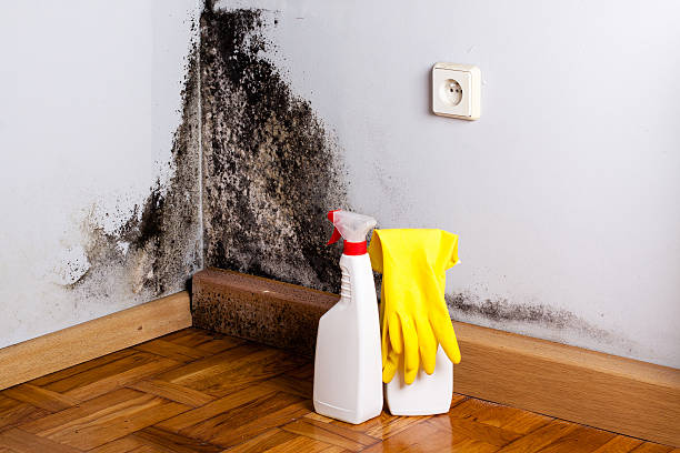 Best Industrial Mold Remediation in Roosevelt, UT